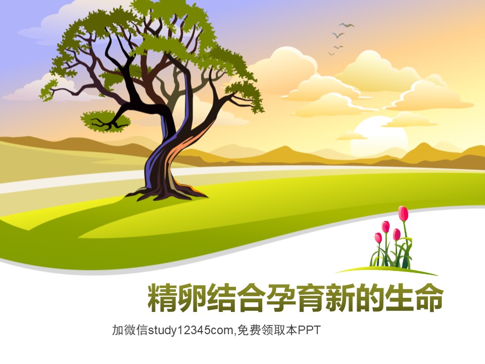 精卵结合孕育新的生命PPT
