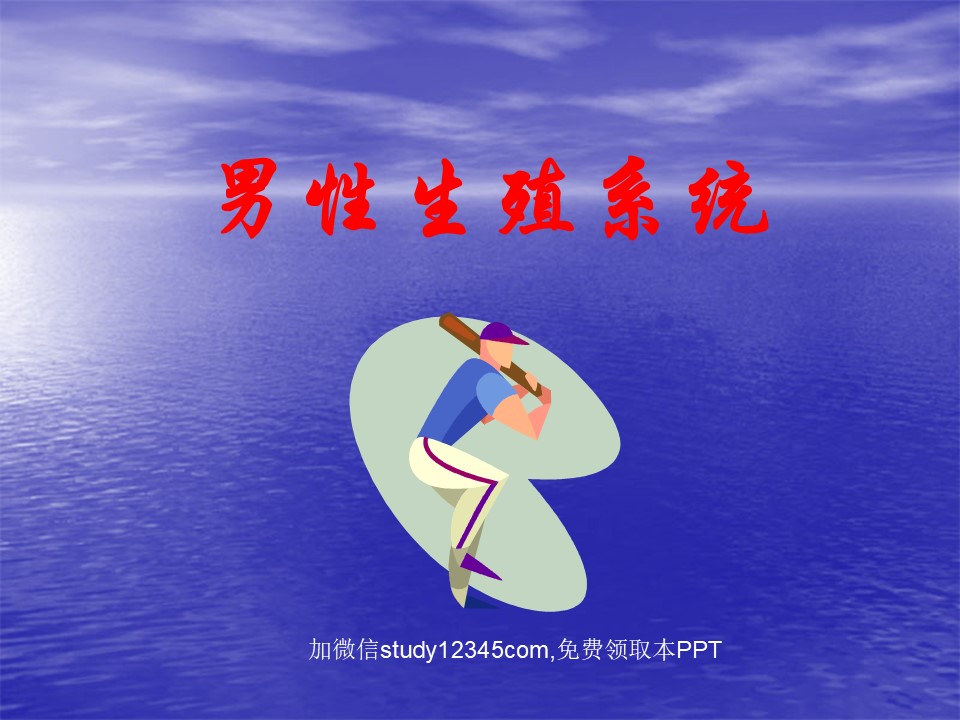 男性生殖系统PPT