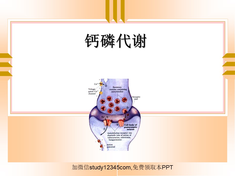 钙磷代谢PPT