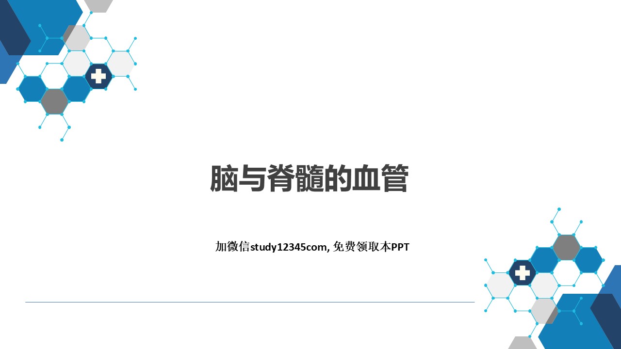 脑与脊髓的血管
