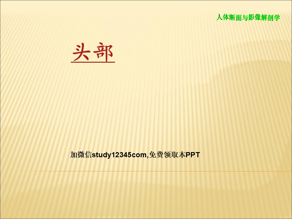 断层解剖头部PPT