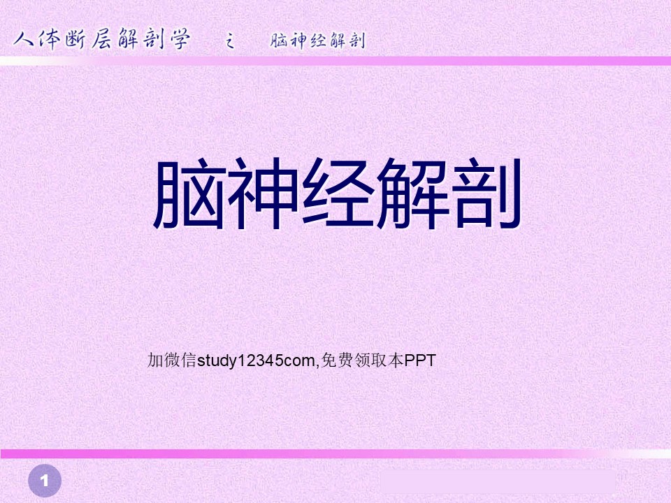 脑神经断层解剖PPT