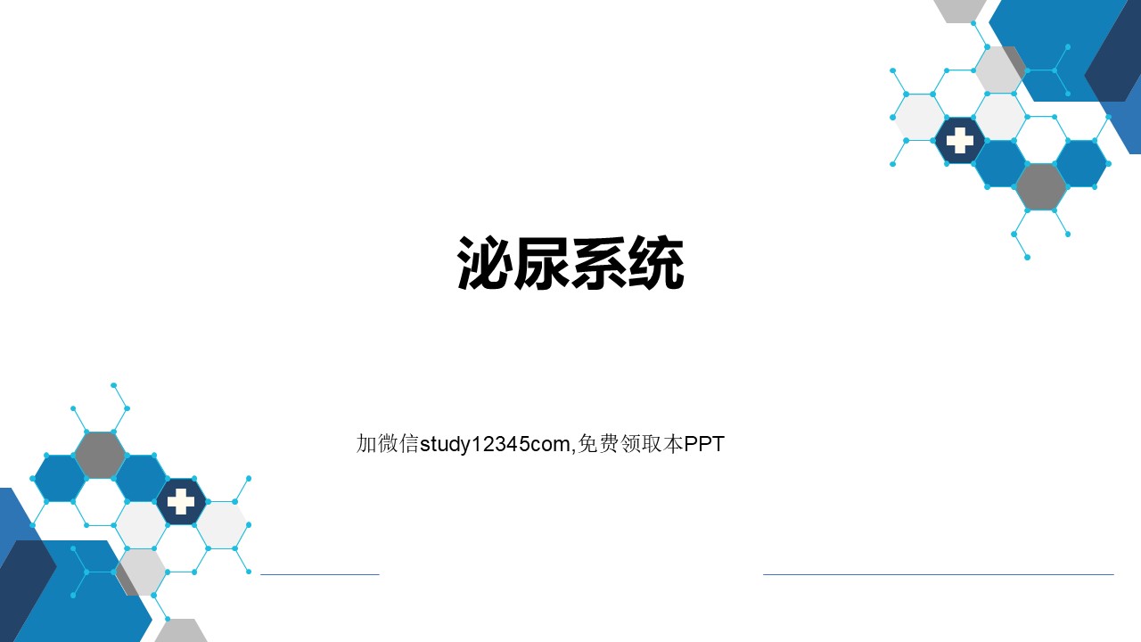 泌尿系统PPT