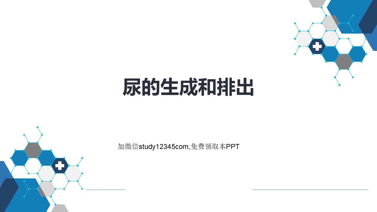尿的生成和排出ppt